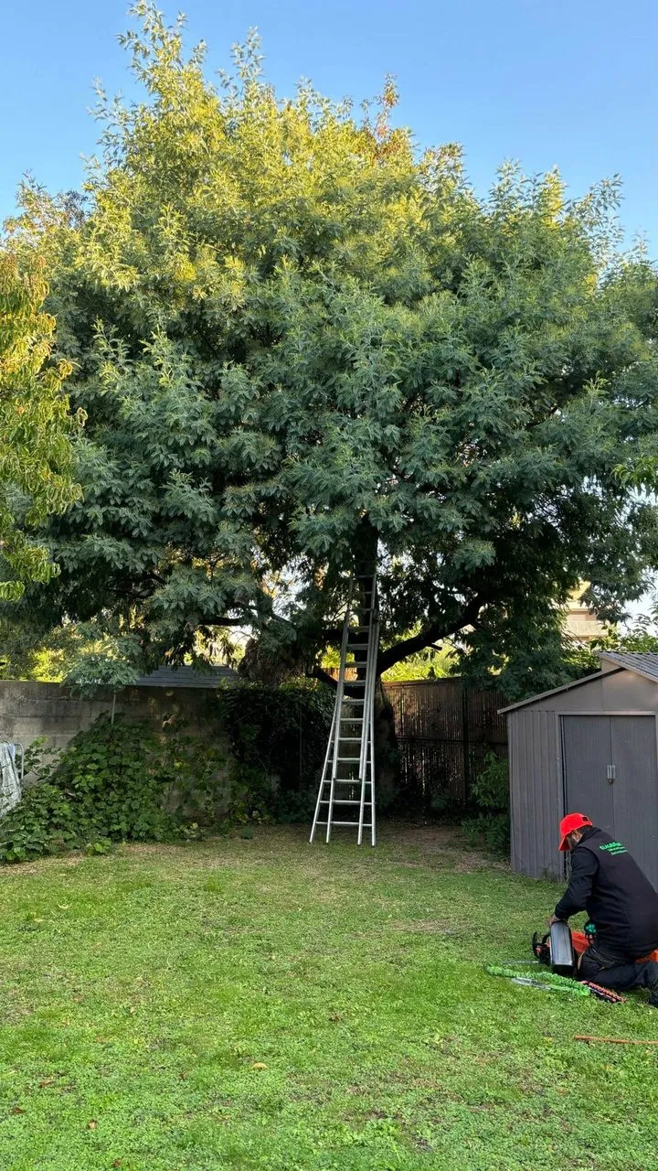 Abattage du mimosa au ras du sol à Couëron